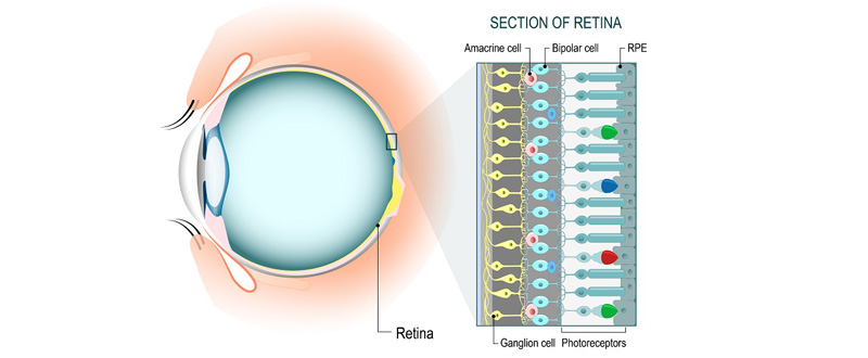 Retina-img