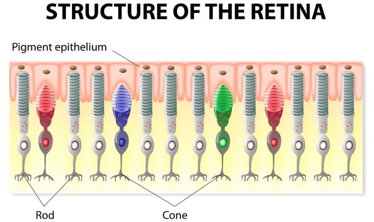structure of retina